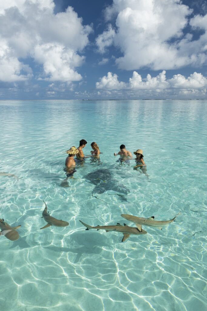 People swimming with black tip sharks and rays in Bora Bora