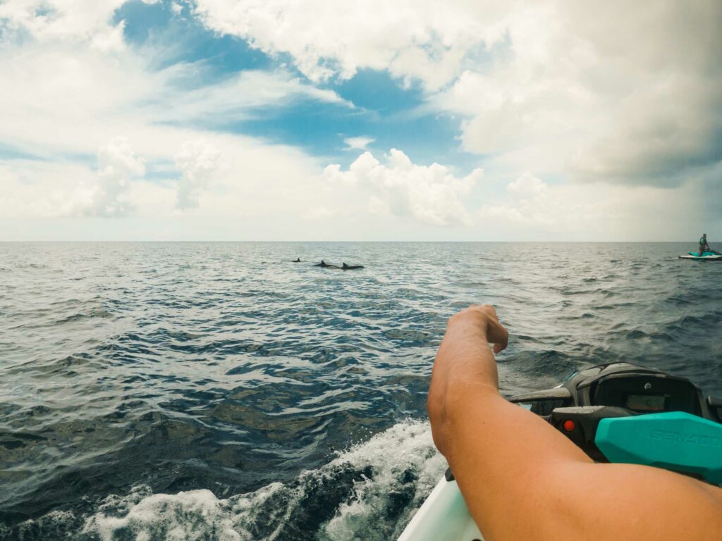 Dolphins around jet skis during a tour in Bora Bora