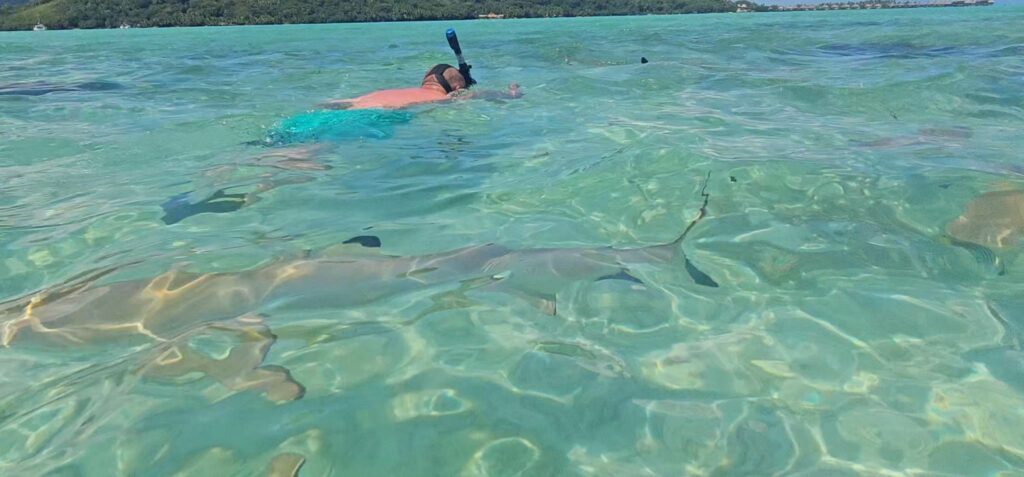 A man snorkeling with sharks in Bora Bora