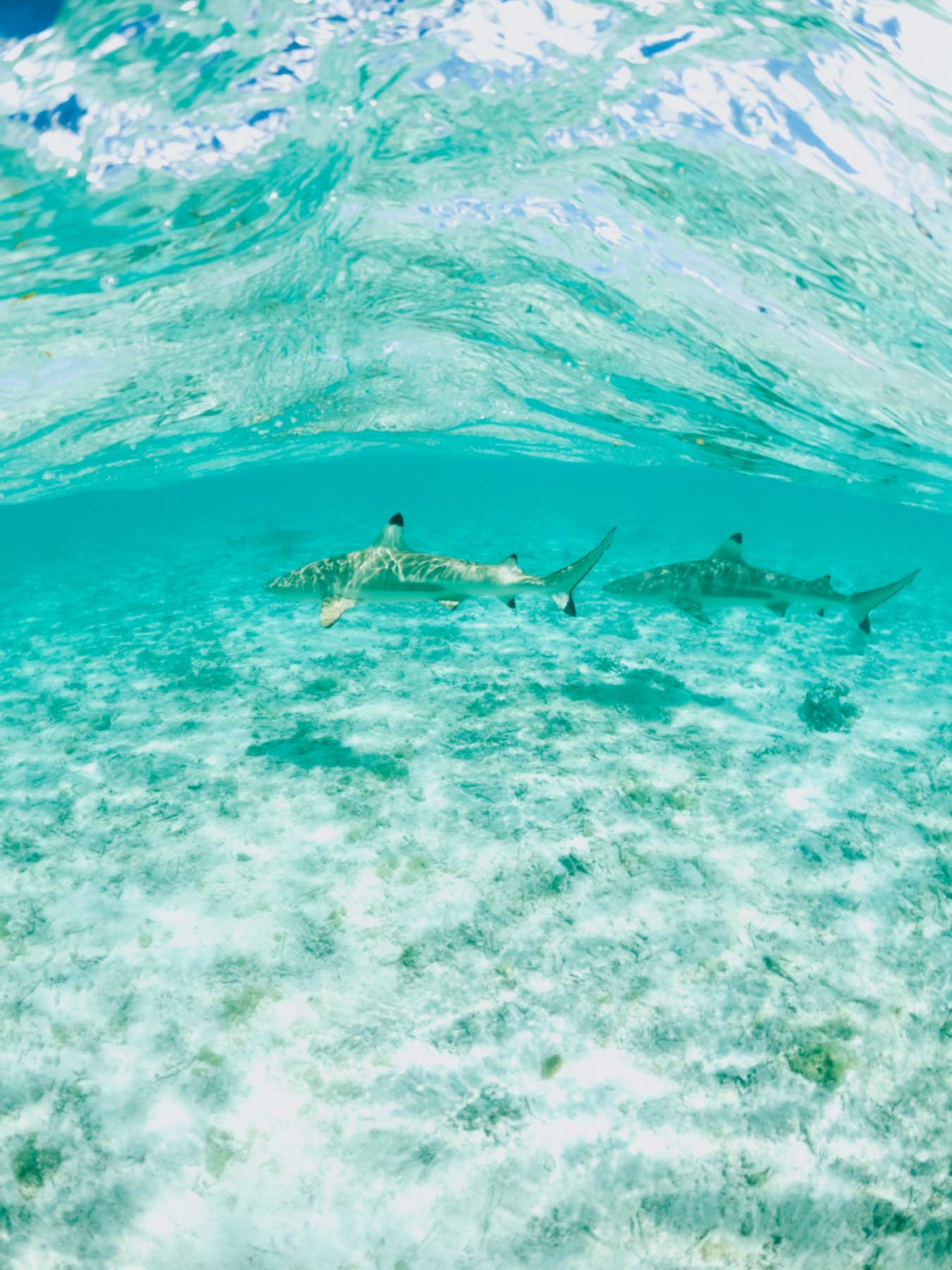 Blacktip sharks in Bora Bora