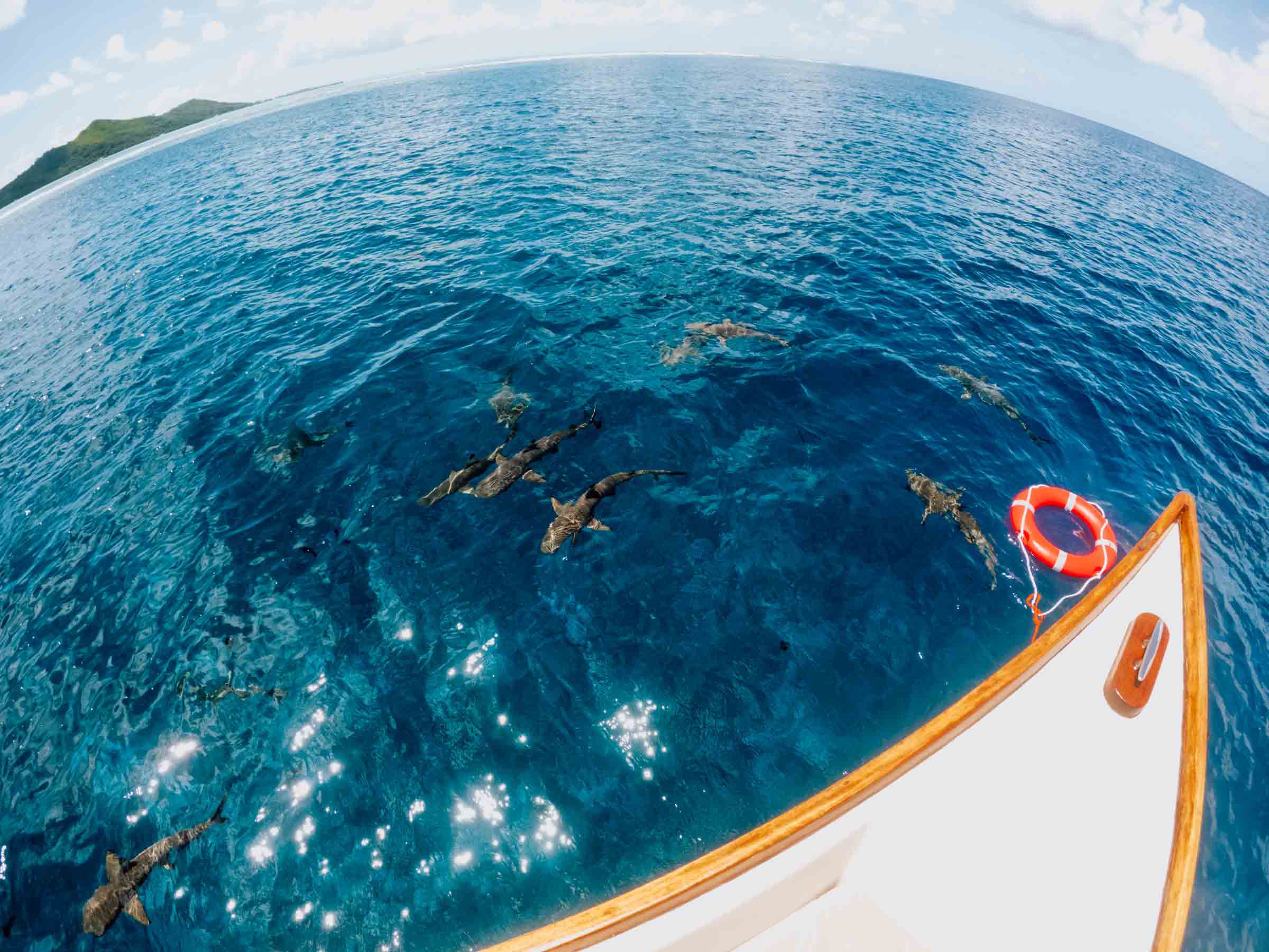 Sharks around a boat in Bora Bora