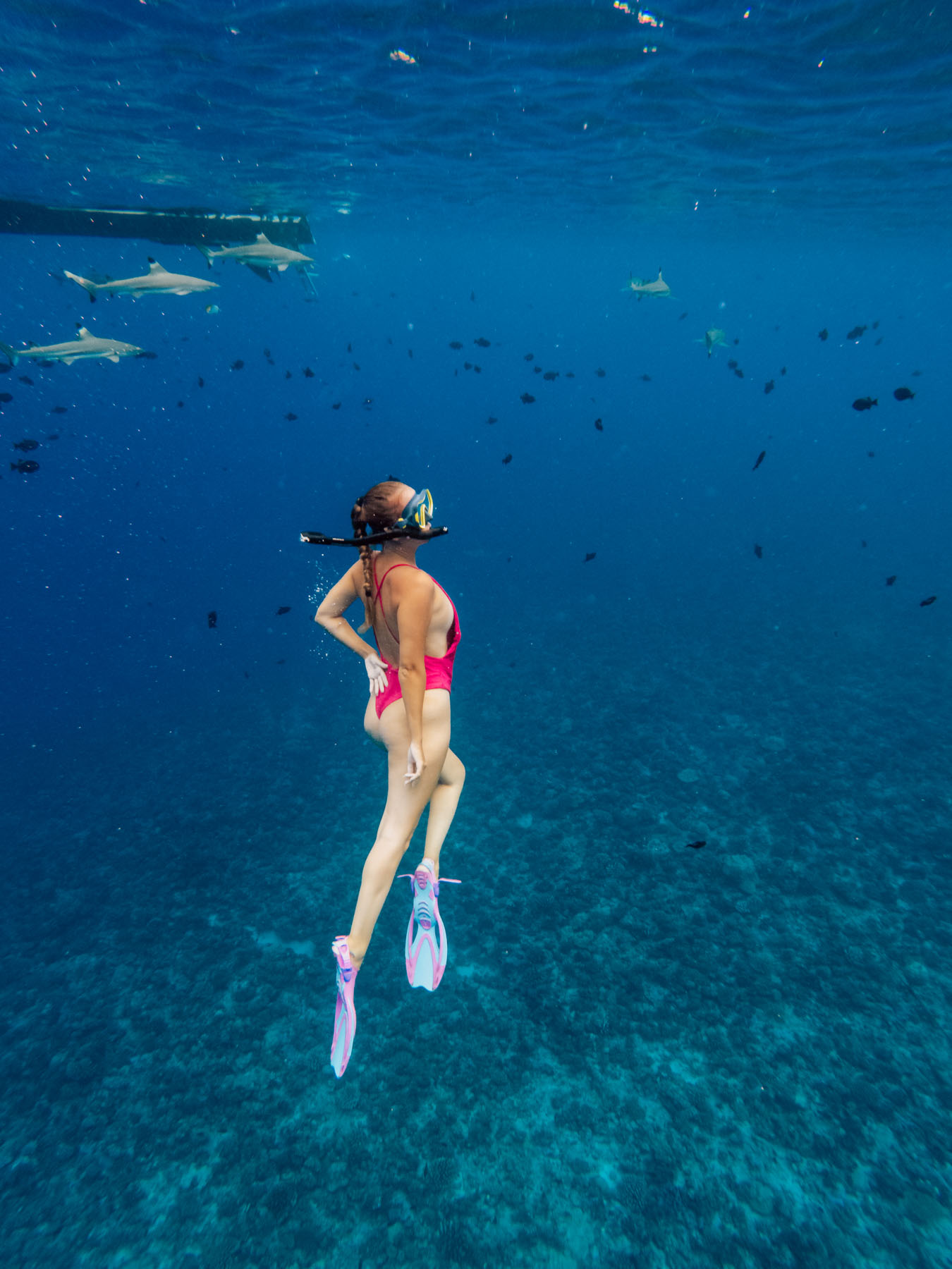 Woman freediving with sharks in bora bora