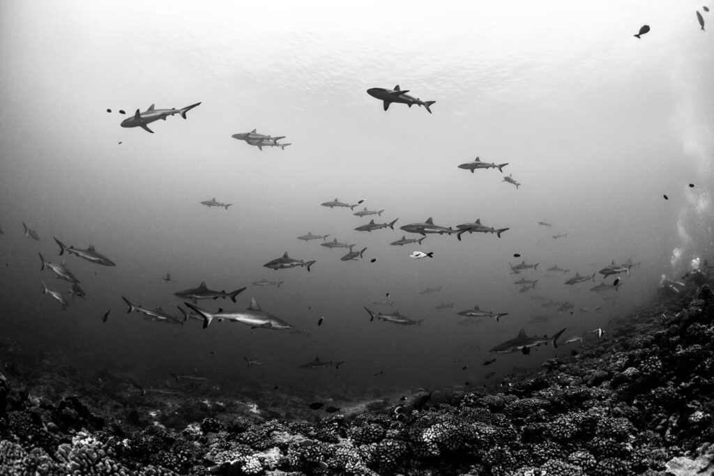 Black tip sharks swiming in French Polynesia
