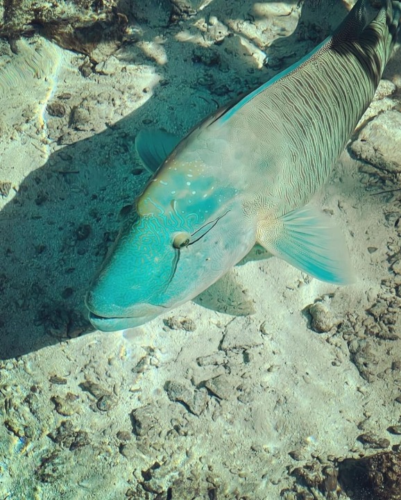 Napoleon fish in the lagoon of the St Régis Bora Bora
