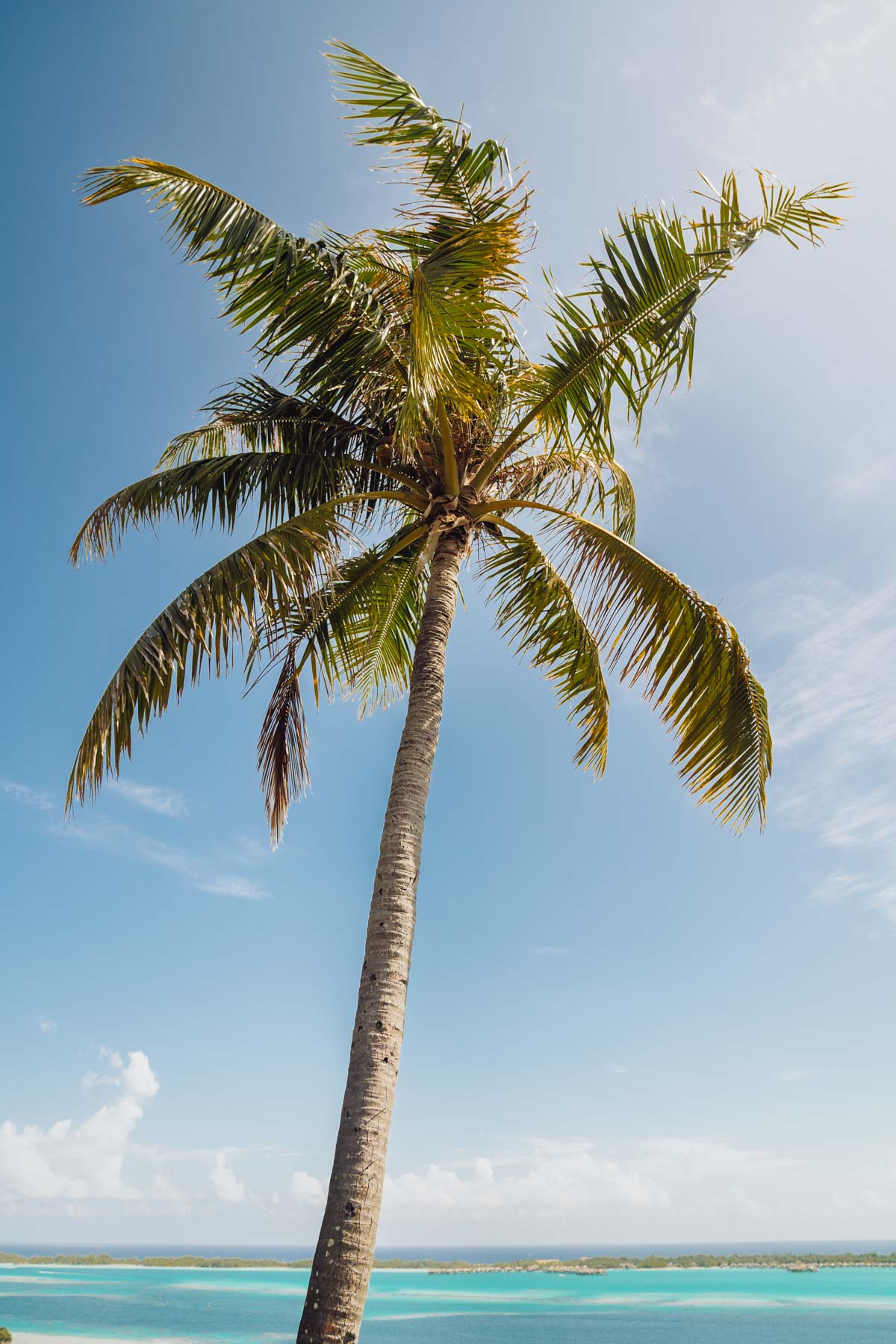 A palmtree and lagoon in Bora Bora