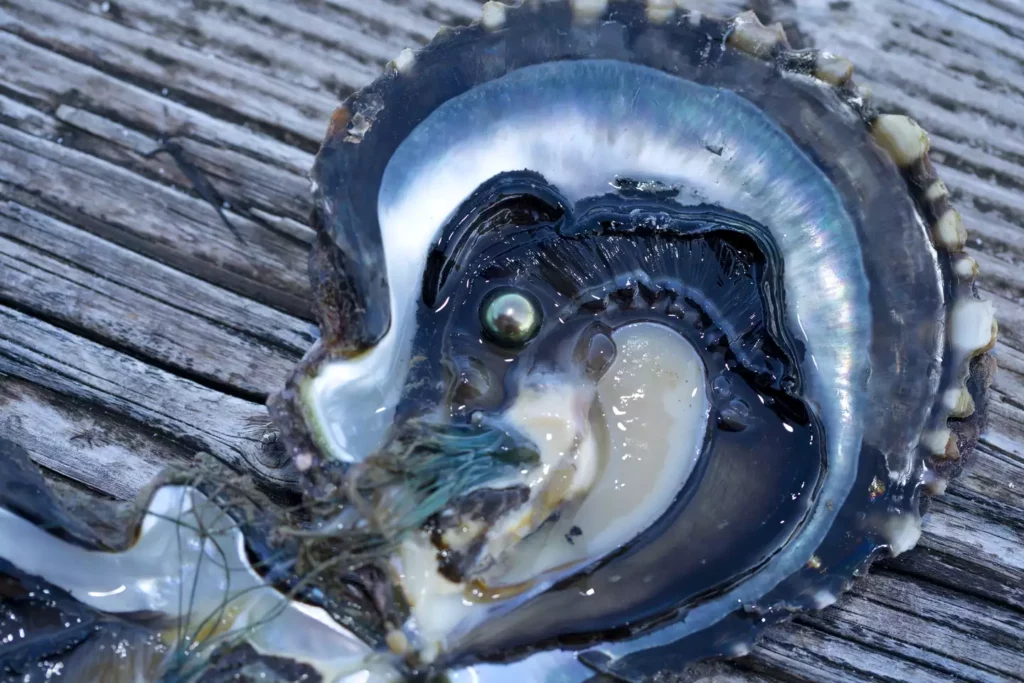 tahiti pearls in an oyster