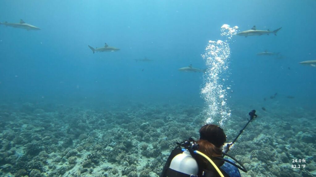 a diver with sharks in Bora Bora