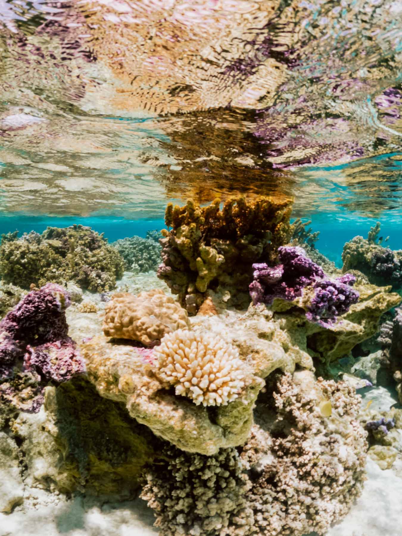 Coral garden in Bora Bora