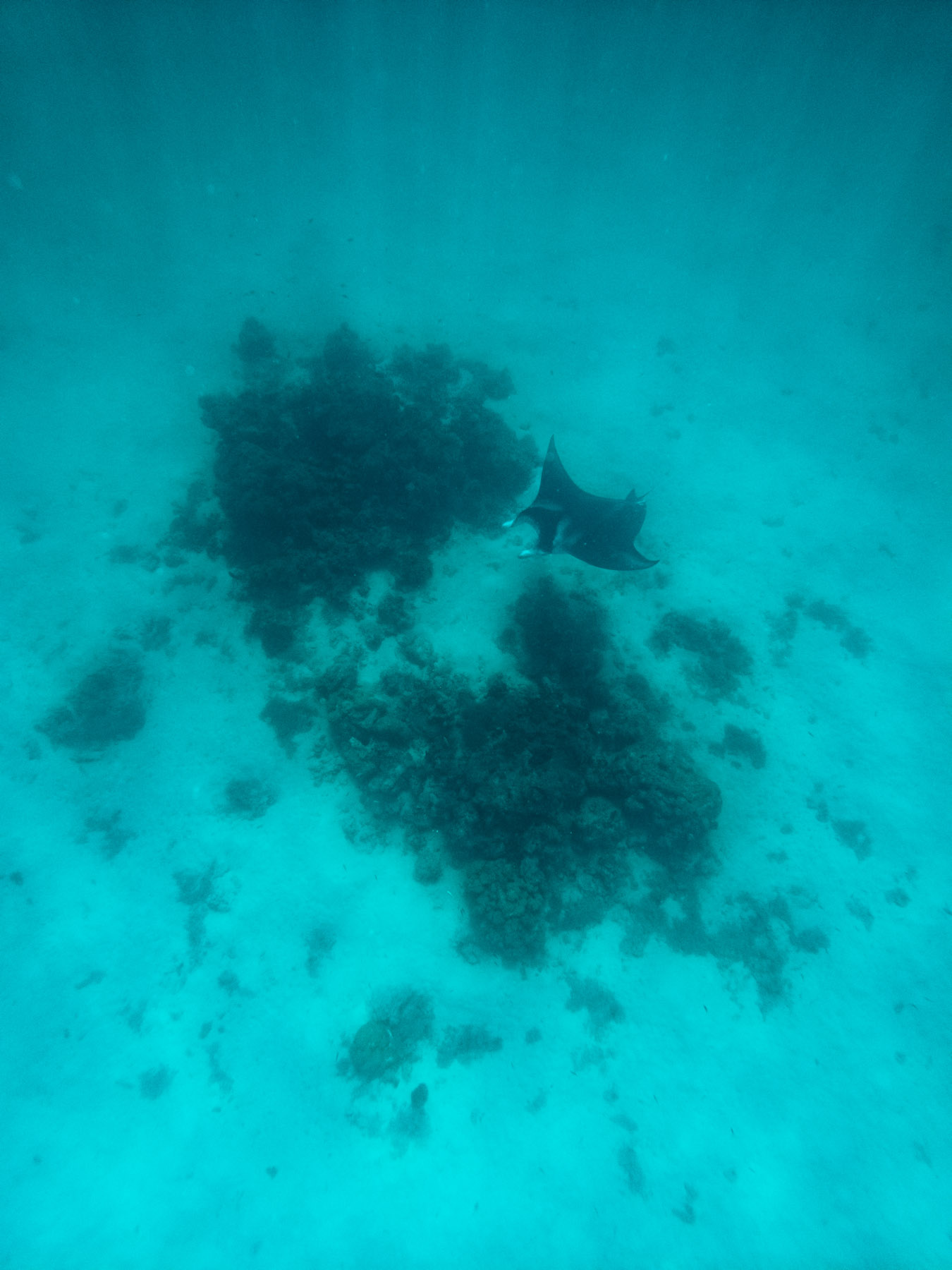Manta ray in Bora Bora