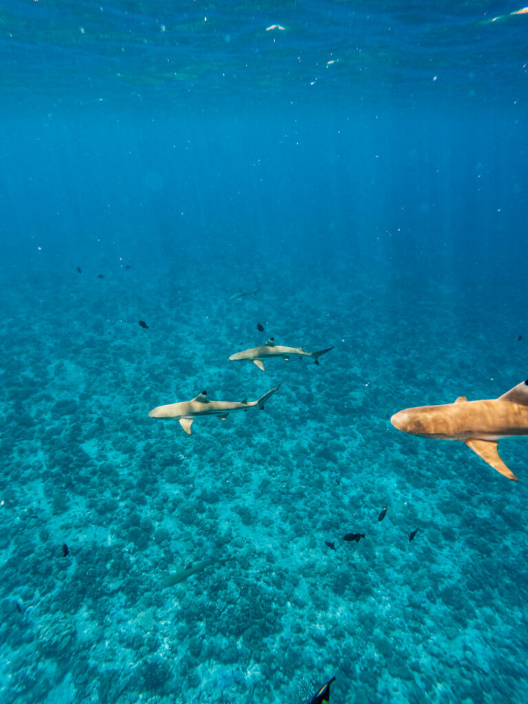 Blacktip sharks in Bora Bora