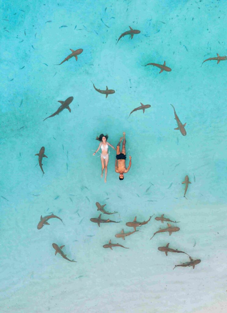 Couple floating with sharks in Bora Bora