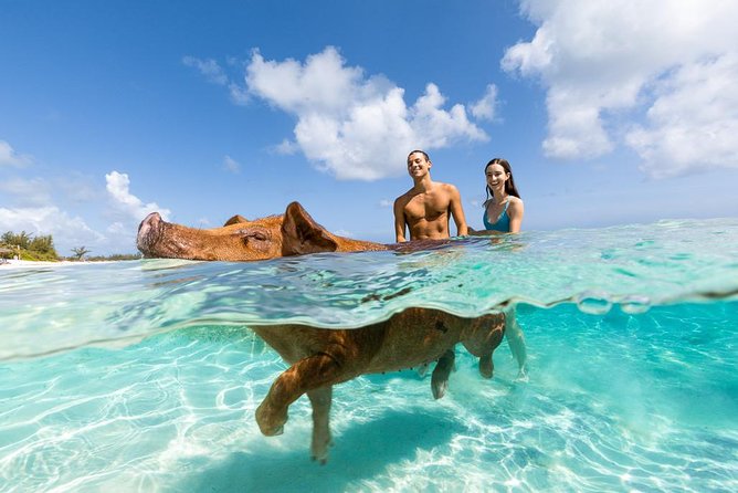 swim with pigs in bahamas