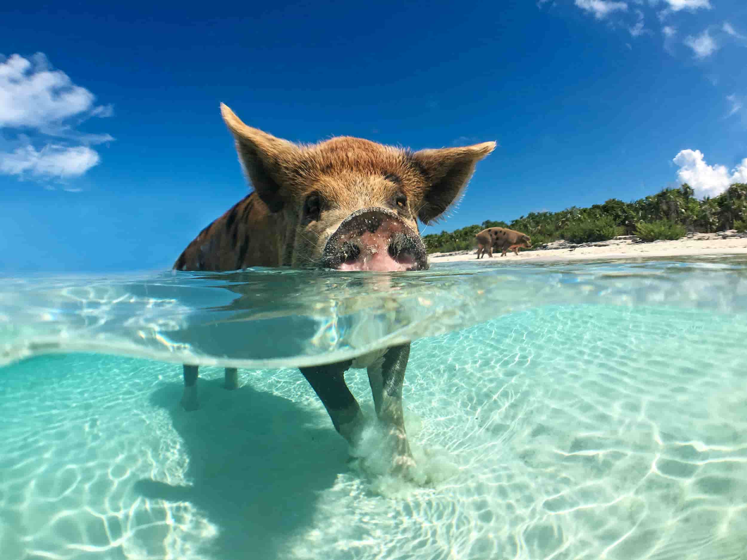 pig swimming in clear water