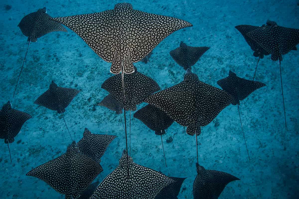 Can you swim with pigs in Bora Bora? + Alternatives!