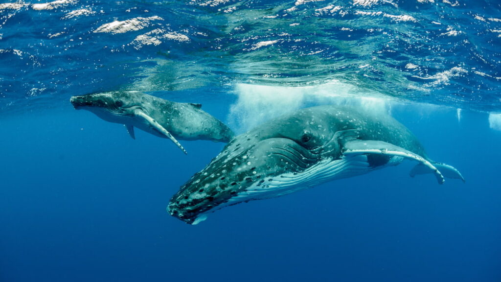 Humpback Whale and baby swimming in Bora Bora