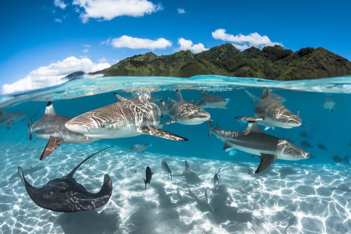 Swimming with reef sharks and rays in Bora Bora